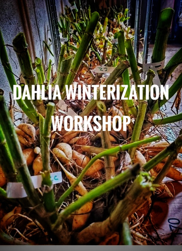 Dahlia Winterization Workshop. (11/1, 10am)