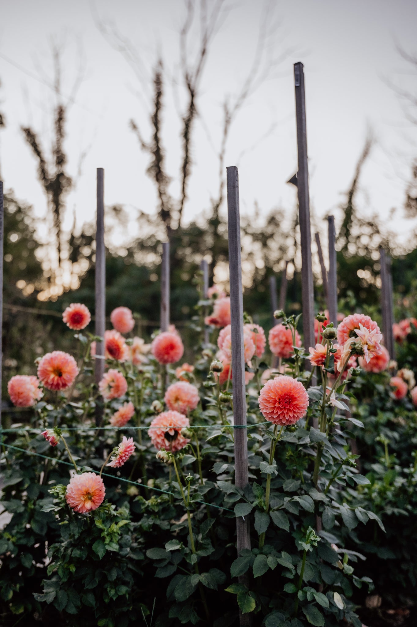 Garden Club Membership: Early Season ONLY