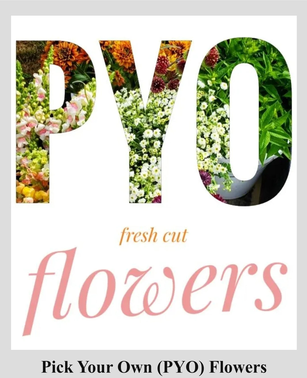 PYO Experience (Saturday, 9/5, 10am)