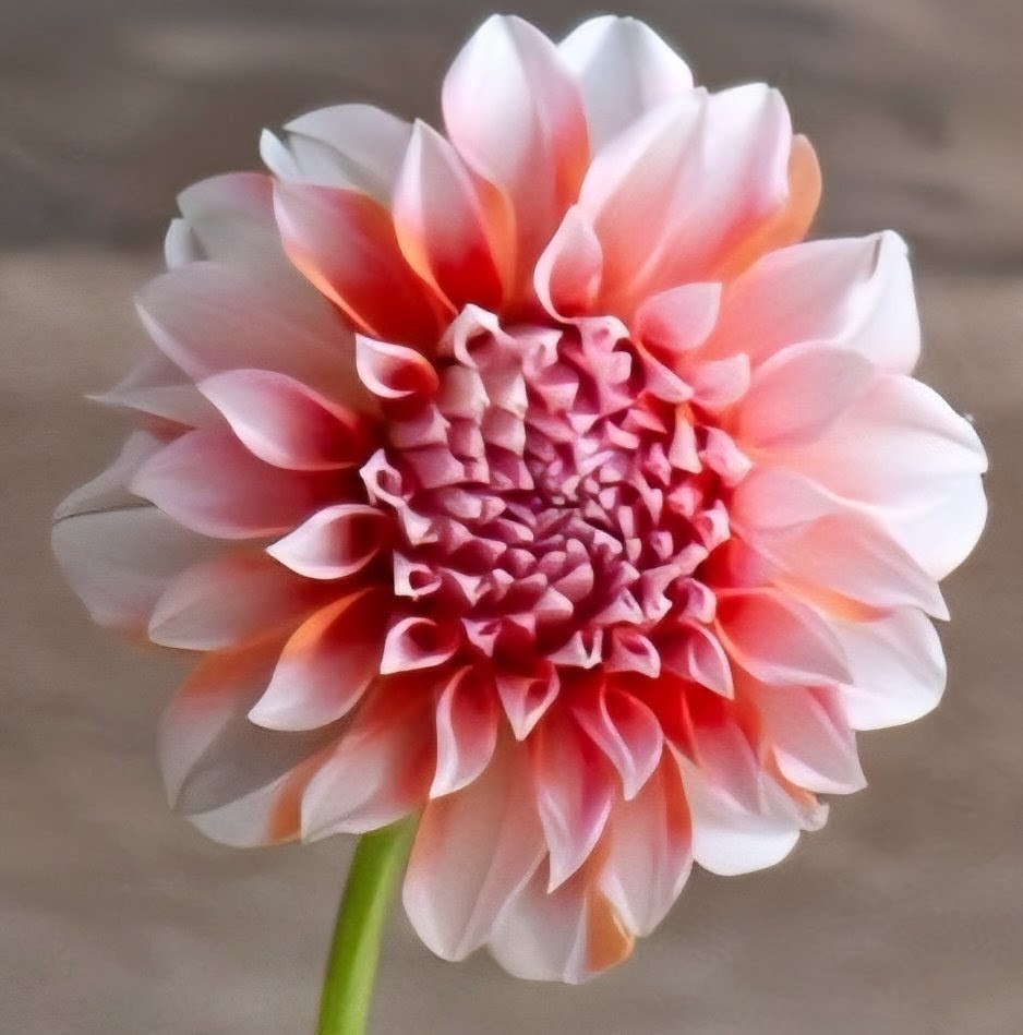 Peaches and Cream Dahlia Tuber