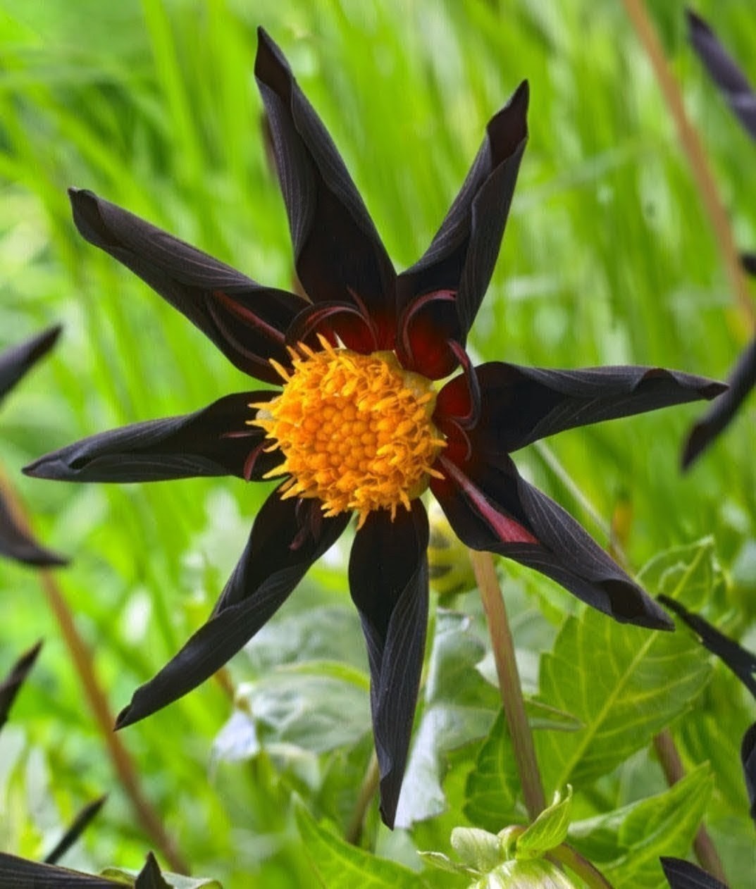 Verrone's Obsidian Dahlia Tuber