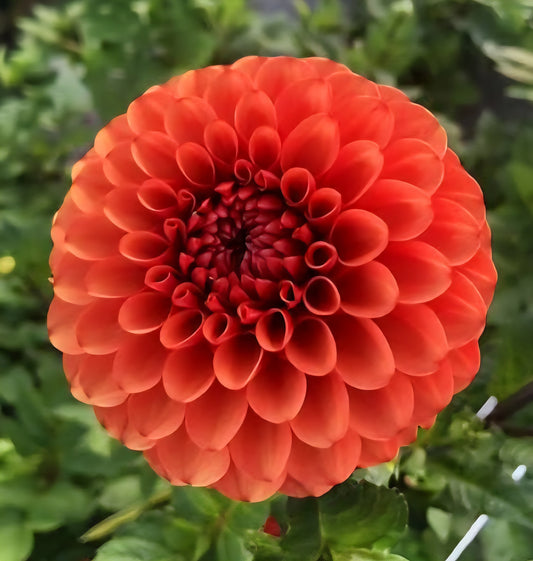 Brown Sugar Dalia Tuber