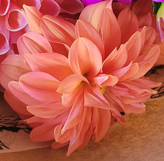 Ben Huston Dalia Tuber