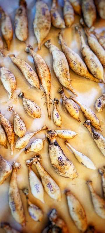 Garden Club Membership:  Early Season ONLY