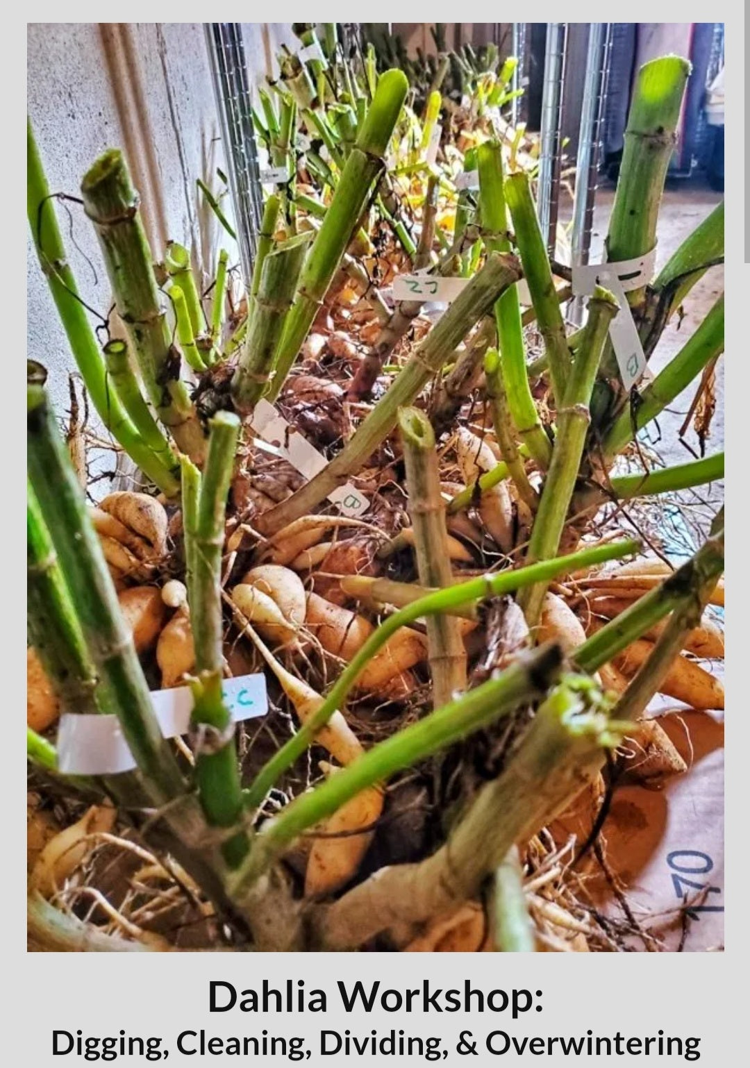 Garden Club Membership:  Late Season ONLY (Copy)