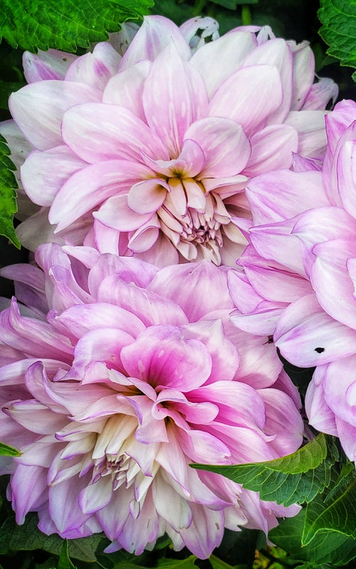 Dahlias: Planting & Care (5/23, 10am)