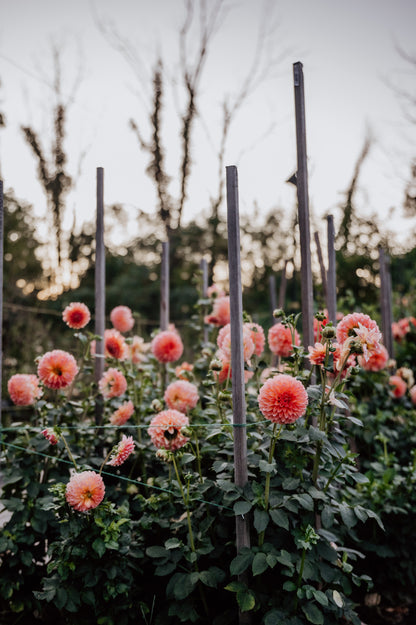 Garden Club Membership:  Late Season ONLY (Copy)