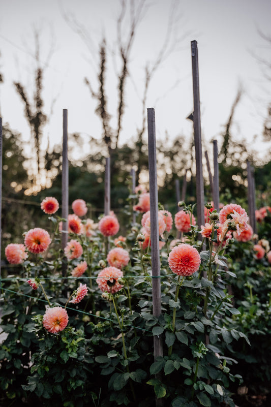 Garden Club Membership:  Late Season ONLY (Copy)