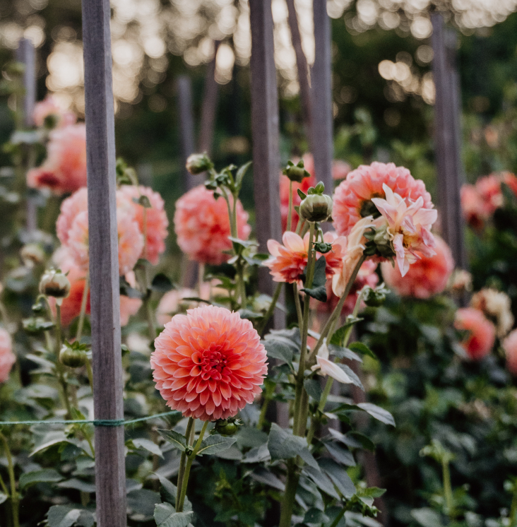 Linda's Baby Dahlia Tuber