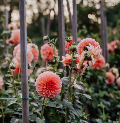 Linda's Baby Dahlia Tuber