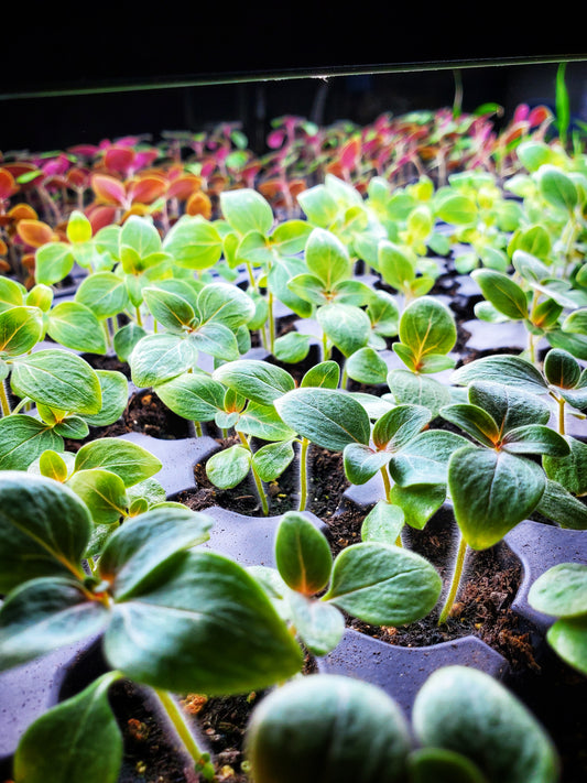 Seed Starting 101. (4/11, 10am)