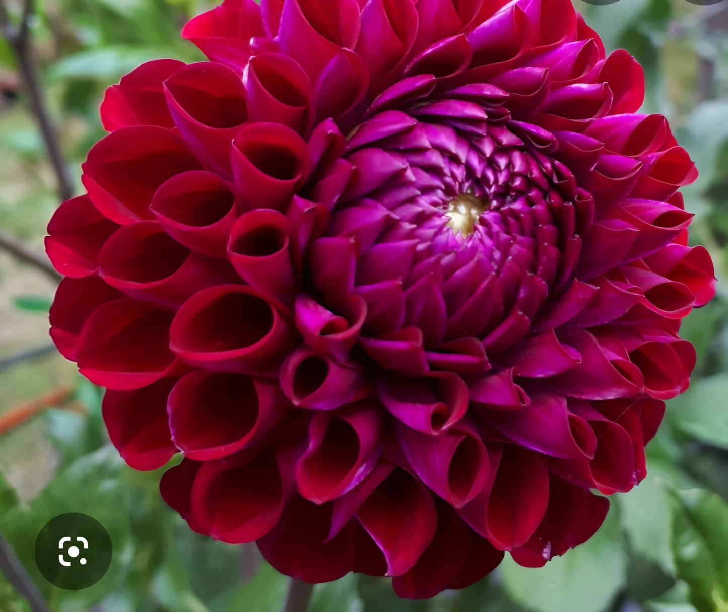 Ivanetti Dahlia Tuber