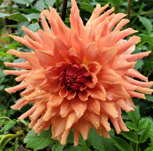 Sierra Glow Dahlia Tuber