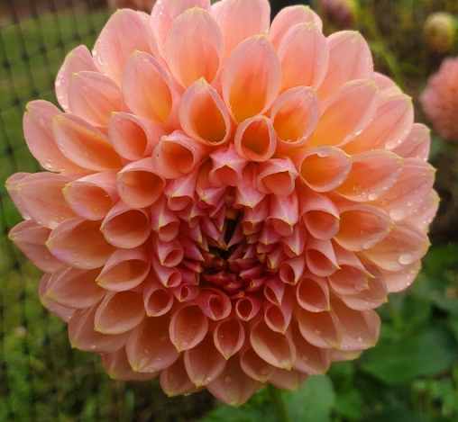 Linda's Baby Dahlia Tuber