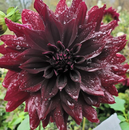 Rip City Dahlia Tuber