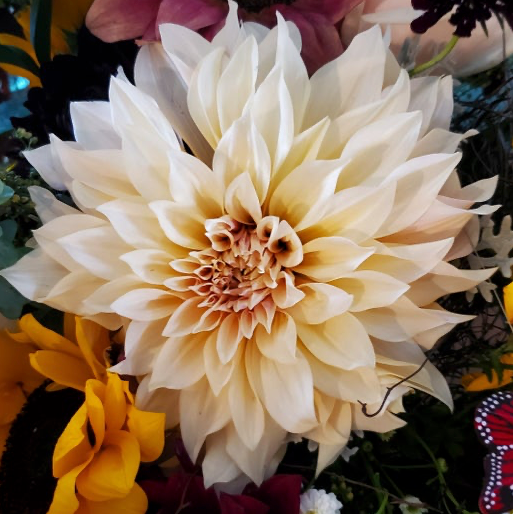 Cafe au Lait Dalia Tuber