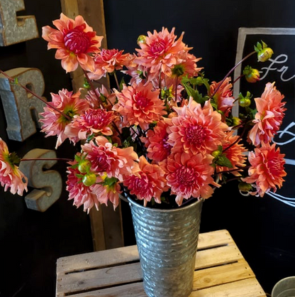 Sierra Glow Dahlia Tuber