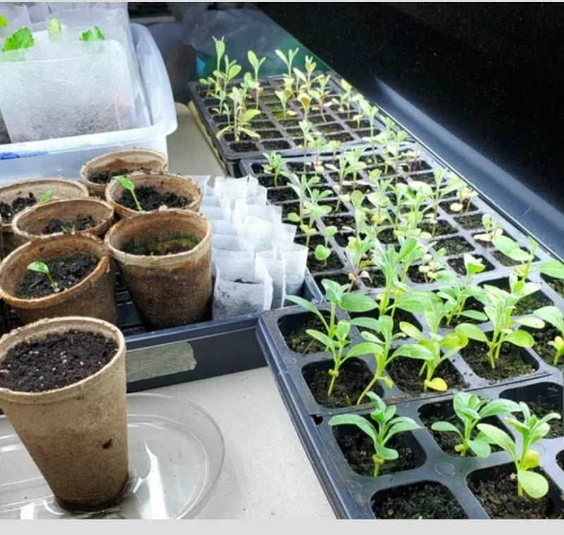 Garden Club Membership:  Early Season ONLY